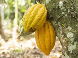 Cocoa farmers threaten nationwide protest over welfare demands