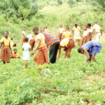 Farming is profitable – Mahama tells appointees at National Farmers’ Day