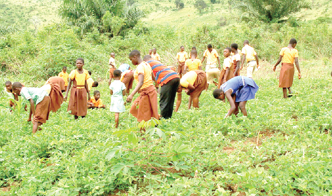 Government launches school farm programme to boost food security and agricultural education