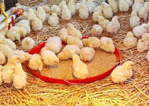 Sekyere East District launches ‘Nkoko Nketenkete’ initiative